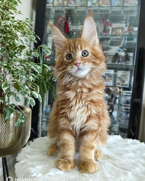  Drei wunderschöne Maine-Coon-Kätzchen abzugeben