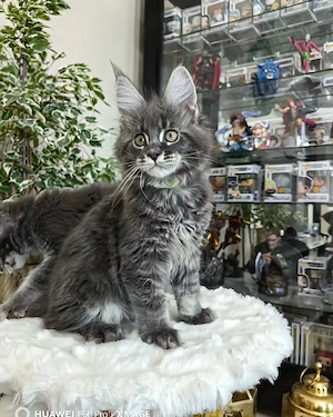 Drei wunderschöne Maine-Coon-Kätzchen abzugeben