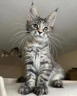 Drei wunderschöne Maine-Coon-Kätzchen abzugeben