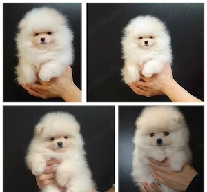 Zwergspitz-Pomeranian welpen