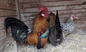 Zwerghühner abzugeben !