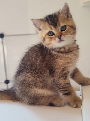 Noch zwei Mädchen verfügbar, BKH Kitten, reinrassig ,dürfen bald ausziehen