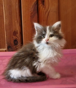 Maine Coon Kitten