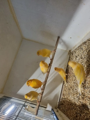 Kanarienvögel Weiblich