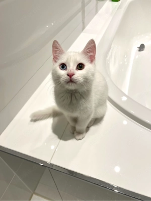 zwei Babykatzen Kitten mit zubehör suchen zuhause 