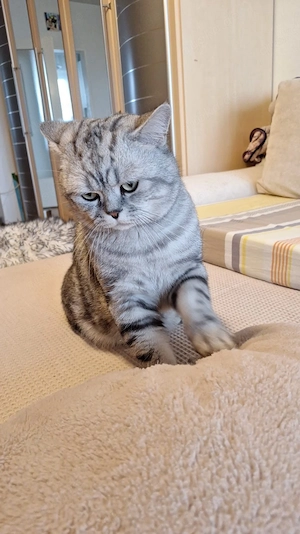 Britisch kurzhaar Dekkater mit Stammbaum 