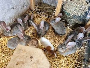 Deutsche Riesen  grau