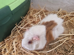 Meerschweinchen weiblich kurzhaar und rosette