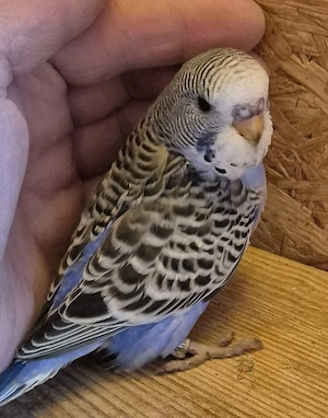 Junge Wellensittiche 