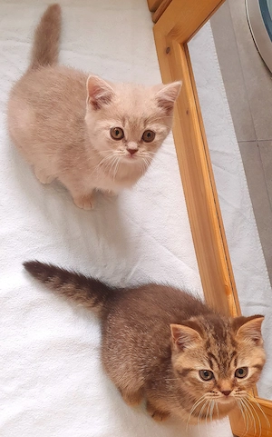 Wunderschöne, liebe, verschmuste reinrassige BKH-Kitten abzugeben!