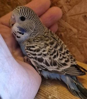 Junge Wellensittiche 