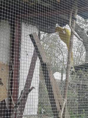 Halsbandsittich Henne gelb, Hahn blau
