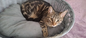 Katze " Akira " kastriert