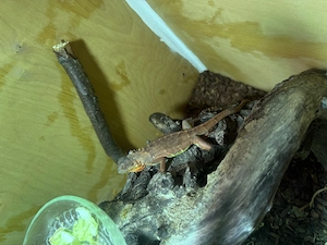 Grüner Leguan abzugeben 