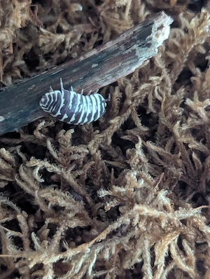 Rollasseln Armadillidium maculatum