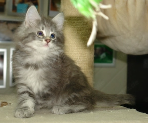 Norwegische Waldkatze