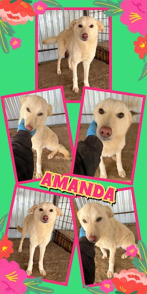 junge, bildhübsche Hündin "Amanda" sucht ein liebevolles Zuhause 