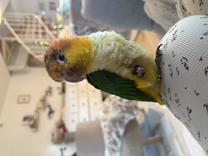 Rostkappenpapagei jung handzahm 