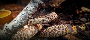 Pituophis catenifer sayi 1.0