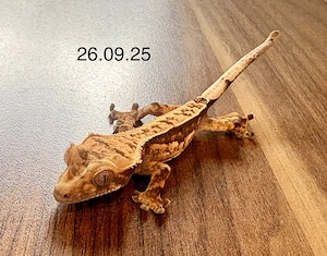 Kronengecko Jungtier Harlequin-Lilly White