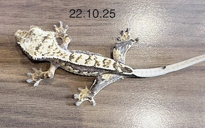 Kronengecko Jungtier Harleyquin-Lilly White