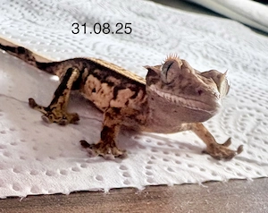 Kronengecko Jungtier Harlequin-White Dalmatian