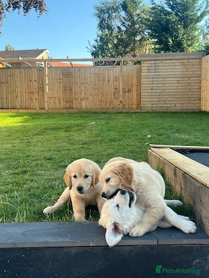 Golden Retriever Welpen whatsapp 01521 6112771.