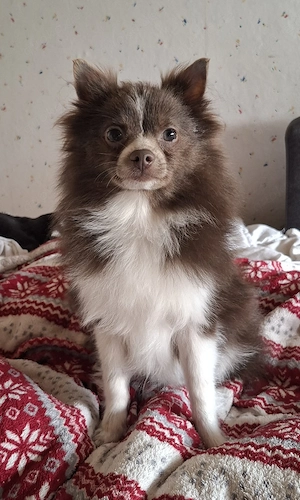 hübscher Pomchi Welpe abzugeben  Bild 2