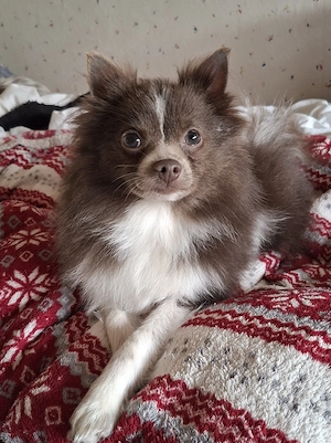 hübscher Pomchi Welpe abzugeben 