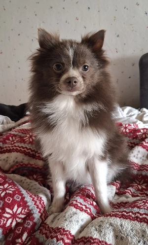 hübscher Pomchi Welpe abzugeben  Bild 6