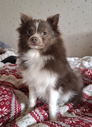 hübscher Pomchi Welpe abzugeben  Bild 4