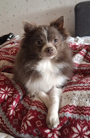 hübscher Pomchi Welpe abzugeben  Bild 3