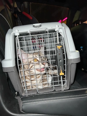  Bengal Kater sucht neues Zuhause Bild 5