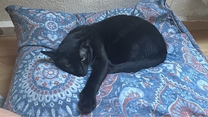 kater zu verkaufen  Bild 2