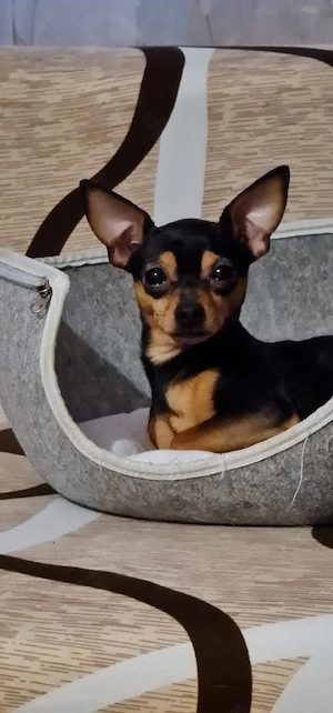 Deckrüde Russkiy Toy Terrier 