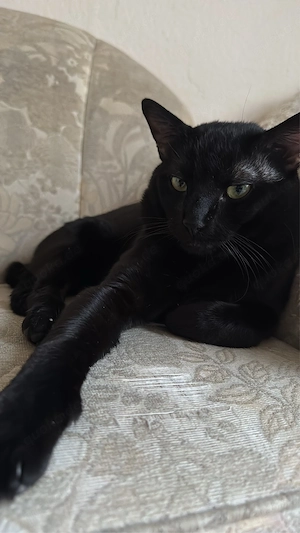 kater zu verkaufen  Bild 4