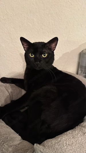 kater zu verkaufen  Bild 3