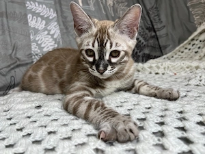  Bengal Kater sucht neues Zuhause Bild 6