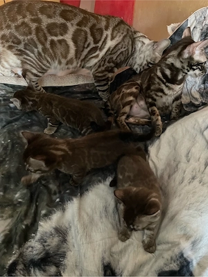  Bengal Kater sucht neues Zuhause Bild 2