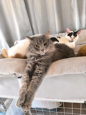 Kätzchen aus dem Tierschutz Bild 10