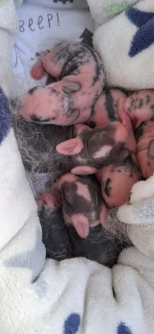 verkaufe deutsche riesen mixe 