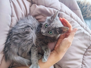 Kätzchen aus dem Tierschutz