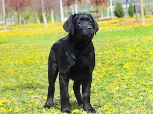 Labrador Retriever 