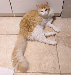 Kätzchen aus dem Tierschutz Bild 6