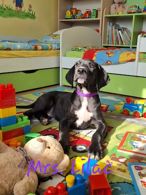 Deutsche Dogge Welpen  Bild 6