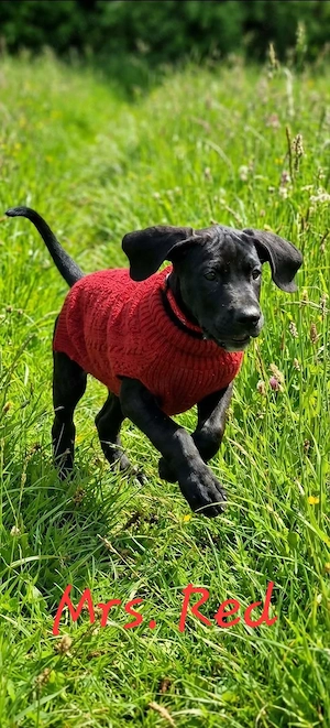 Deutsche Dogge Welpen  Bild 4