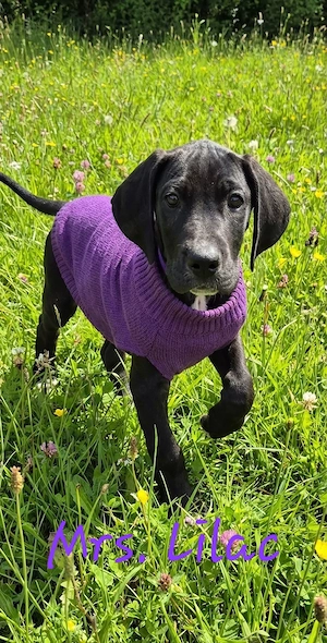 Deutsche Dogge Welpen  Bild 3