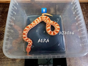 AERA + ERA NZ2024 zusammen für VB450