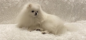 Deckrüde Spitz Zwergspitz Pomeranian SCHNEE WEISS (kein Verkauf) Bild 2