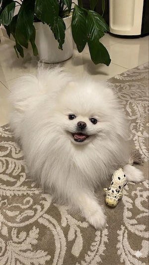 Deckrüde Spitz Zwergspitz Pomeranian SCHNEE WEISS (kein Verkauf) Bild 4